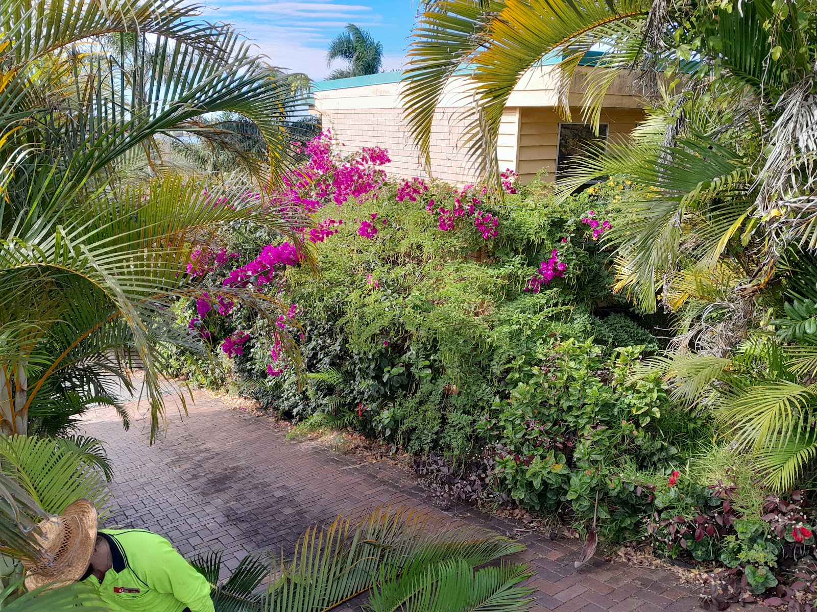 Bougainvillea and palms trimmed back along a brick-paved driveway
