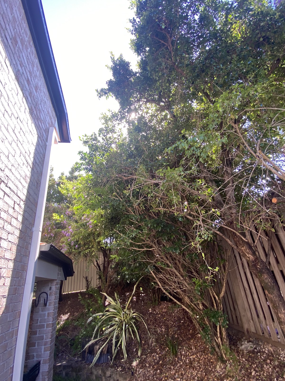 A heavily overgrown side garden beside a brick house